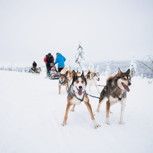 levi-15-kilometres-self-driving-husky-tour