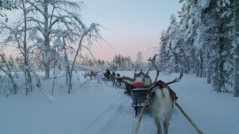 levi-3km-reindeer-sleigh-ride-in-the-forest-at-night