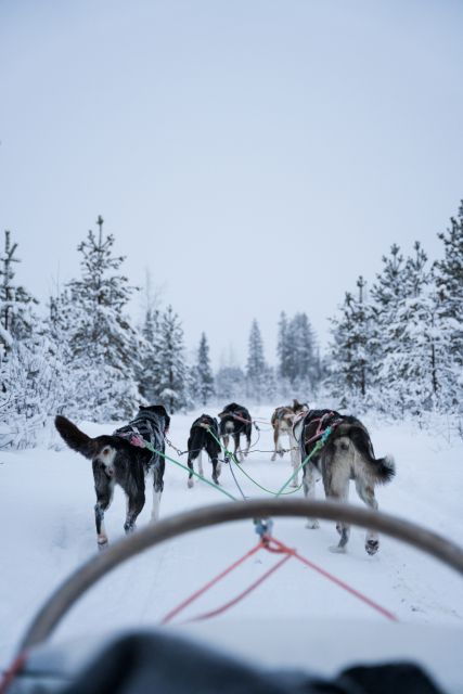 levi-evening-husky-sled-ride-under-the-northern-lights