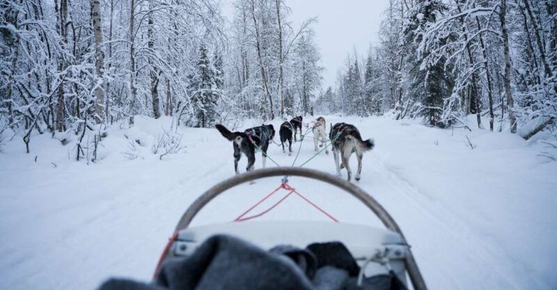 levi-polar-lights-tours-arctic-circle-guided-husky-tour