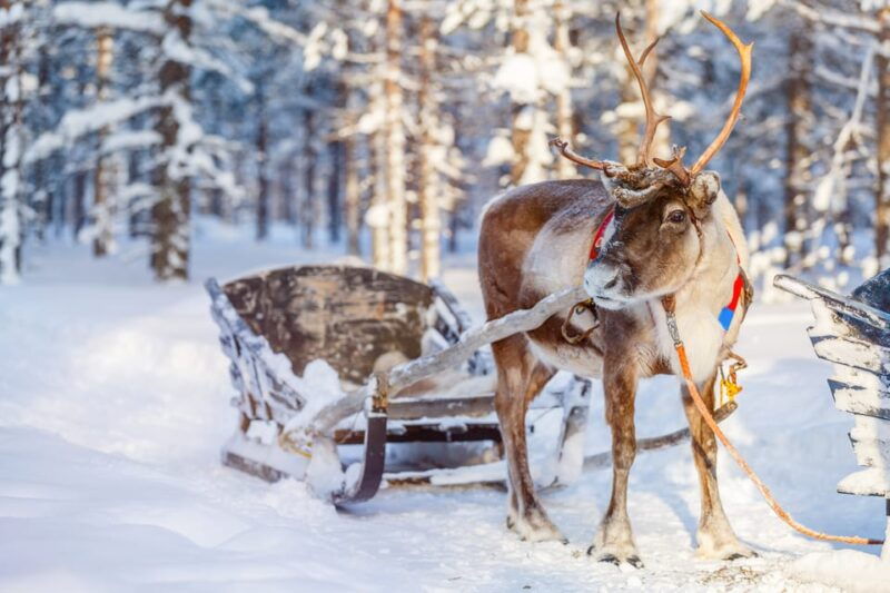levi-reindeer-farm-visit-sled-ride