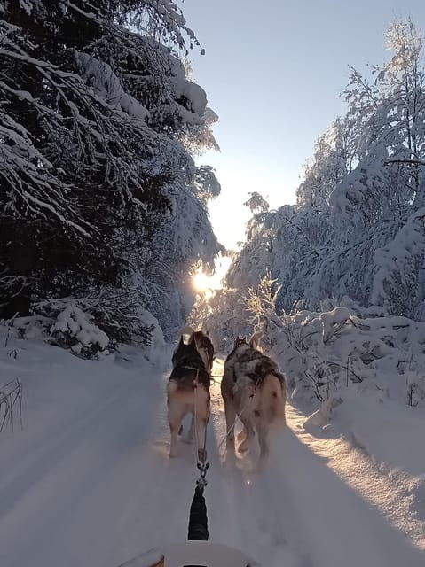 levi-self-drive-2-km-husky-sledding-experience
