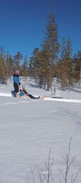levi-self-drive-5-km-husky-sledding-experience