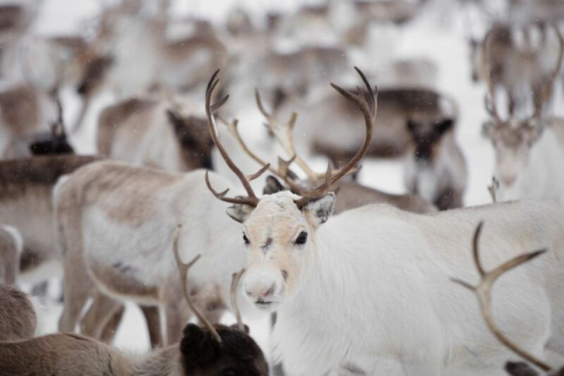 levi-traditional-reindeer-husbandry-experience