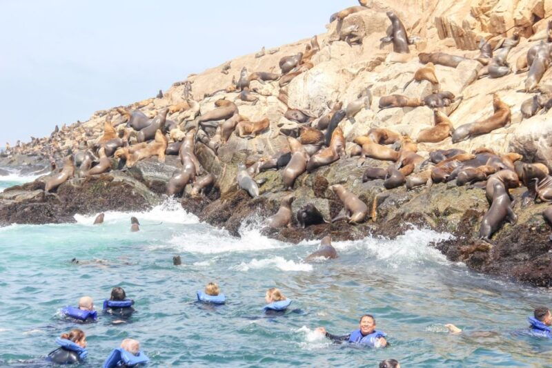 lima-palomino-islands-speedboat-tour-swim-with-sea-lions