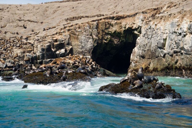 lima-sea-lion-swim-and-wildlife-palomino-islands-cruise