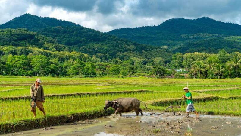 living-land-farm-rice-experience