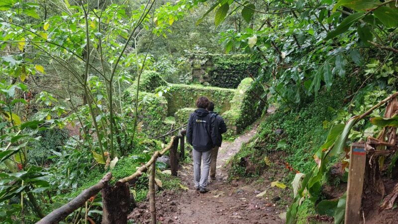 lomba-de-sao-pedro-waterfall-hiking-tour-with-tea-tasting