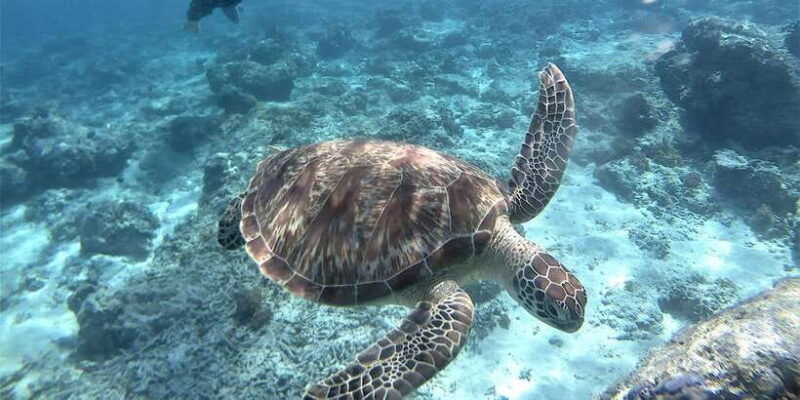 lombok-gili-trawangan-meno-air-snorkeling-trip