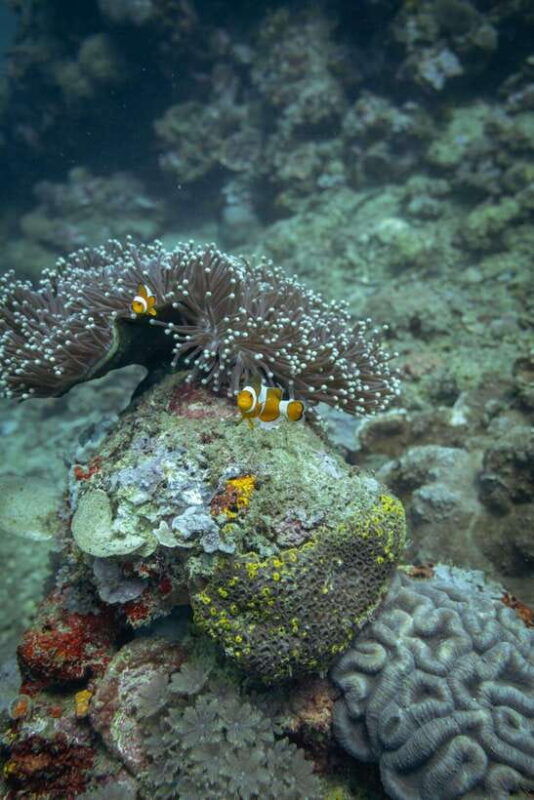 lombok-secret-gili-islands-snorkeling-tour