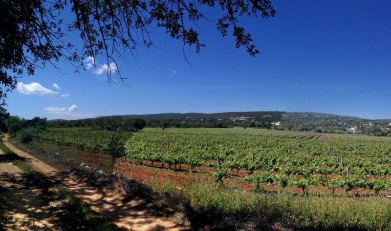 loule-quinta-da-tor-winery-guided-tour-and-wine-tasting