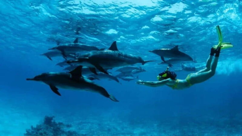 lovina-bali-watching-dolphin-swimming-and-snorkling-tour