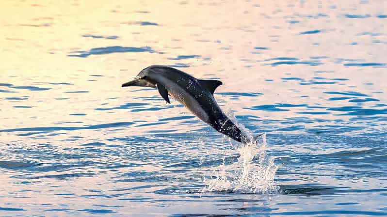 lovina-dolphin-watching-swimming-and-snorkeling