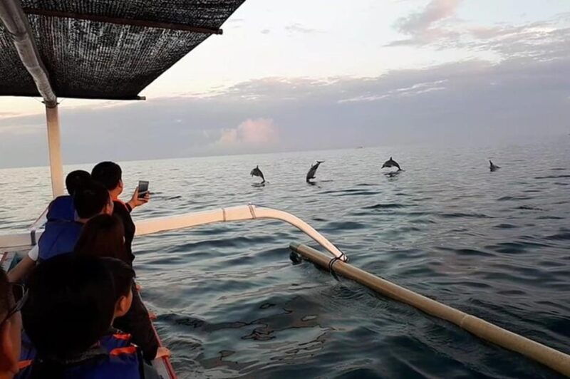 lovina-dolphin-watching-swimming-with-dolphin-private-tour
