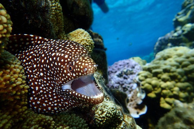 Luxury Full Day Snorkeling - Discover the Best of Bora Bora with a Luxury Full Day Snorkeling Tour