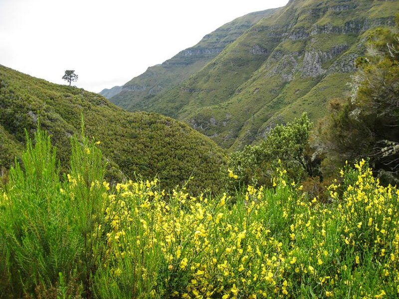 madeira-enjoy-a-guided-levada-walk-in-the-rabacal-valley