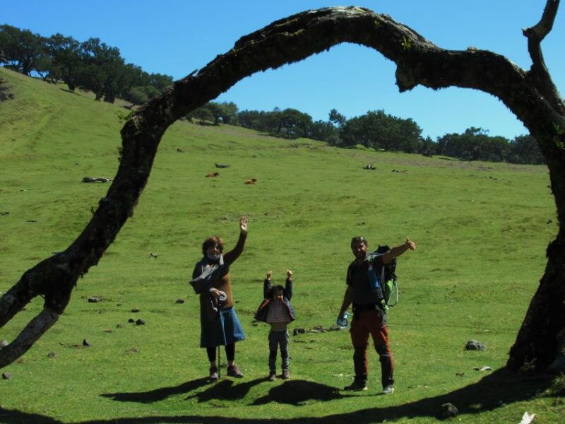 madeira-fanal-forest-guided-hiking-tour