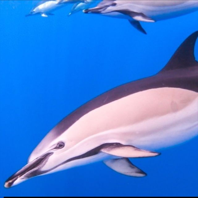 madeira-guaranteed-whales-or-dolphins-watching-tour