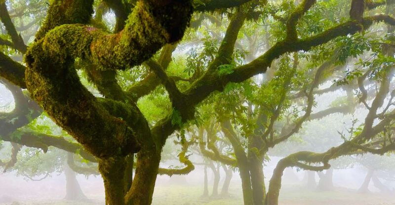 madeira-western-madeira-guided-trip-fanal-mystic-forest