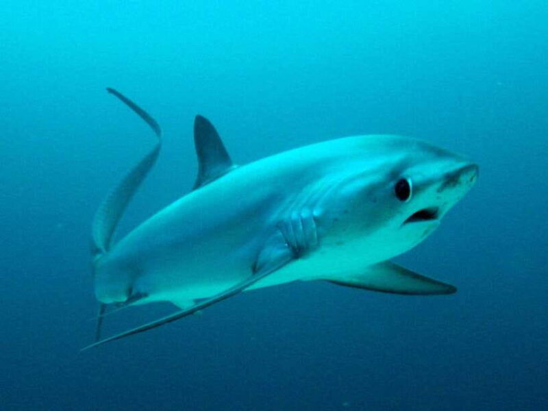 malapascua-advance-divers-shark-dive-optional-transfer