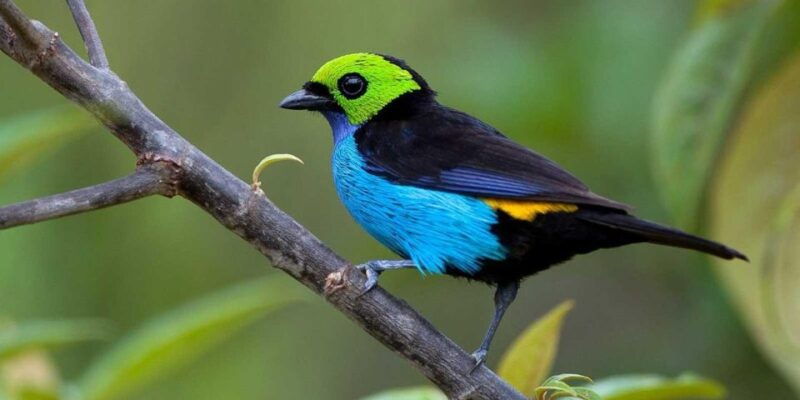 manu-jungle-expeditions-3-days