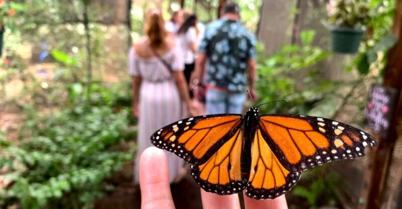 maui-interactive-butterfly-farm-entrance-ticket
