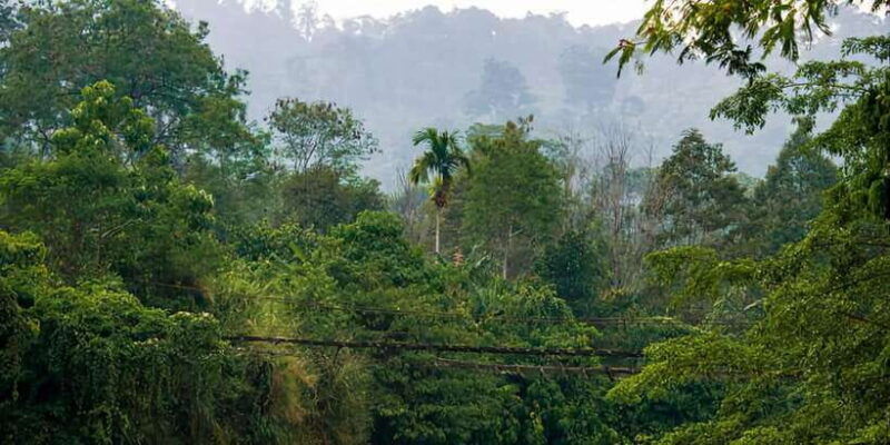 medan-in-the-jungle-of-mount-leuser-national-park-day-trip