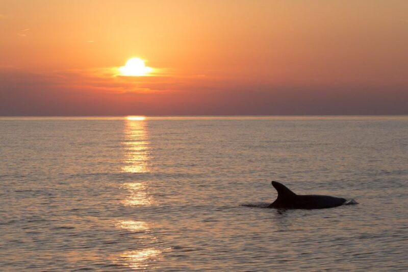 medulin-3-hour-sunset-dolphin-spotting-tour-with-dinner