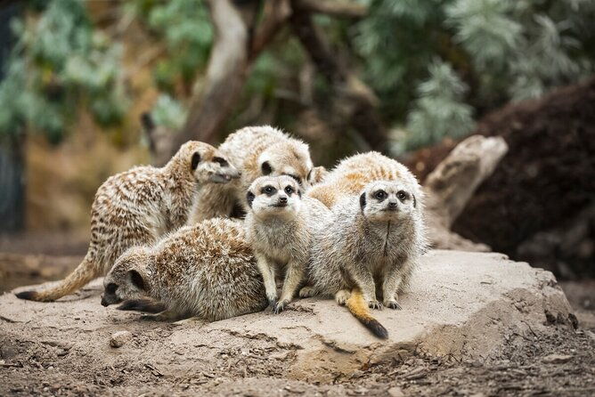 Meerkat Experience at Melbourne Zoo - excl. entry - Key Points