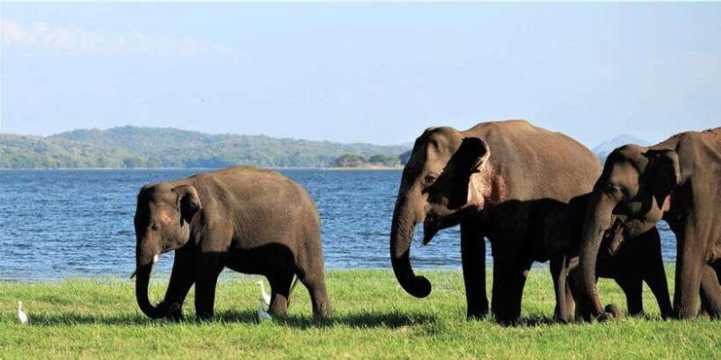 minneriya-national-park-halfday-jeep-safari-with-wild-tours