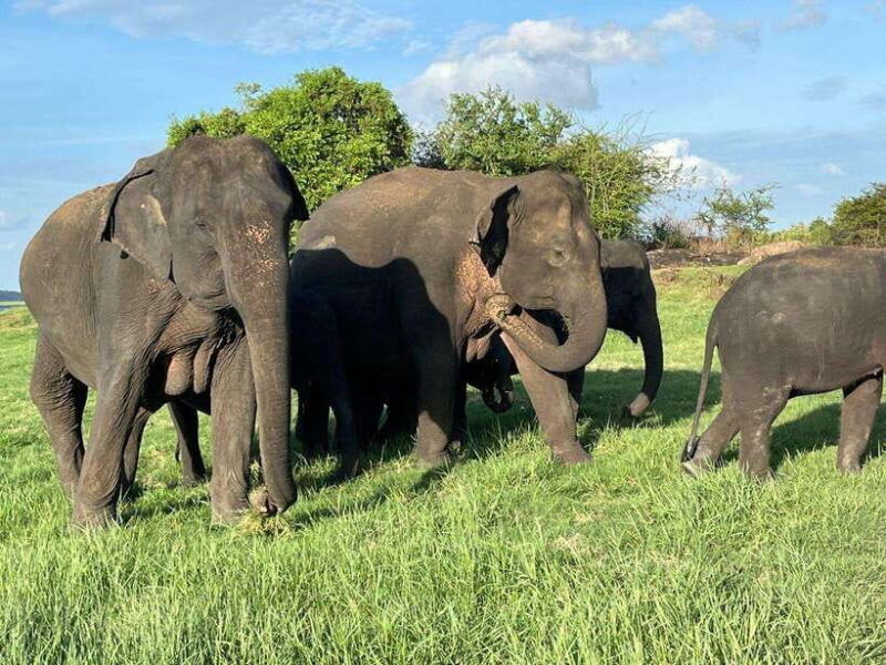minneriya-national-park-private-safari
