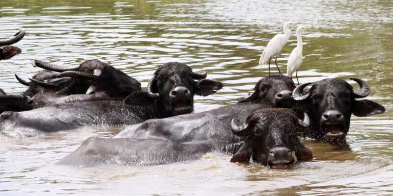 minneriya-national-park-safari-by-a-4x4