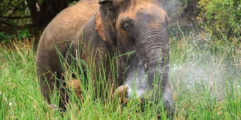 minneriya-national-park-safari-from-habarana
