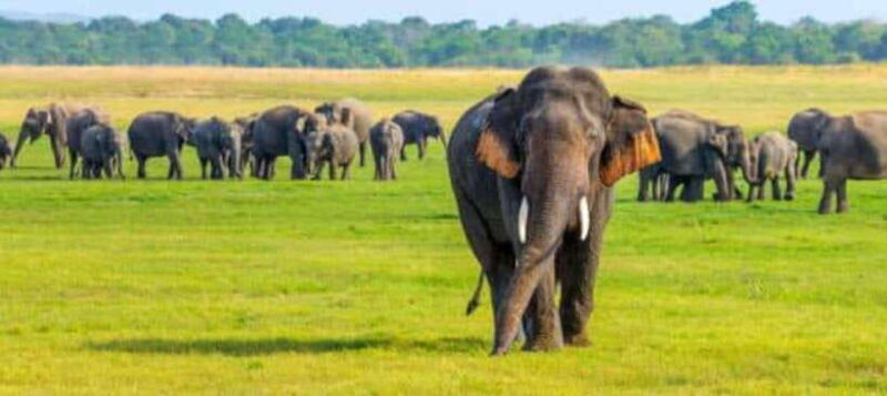 minneriya-national-park-wild-elephant-safari