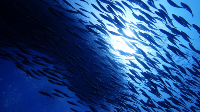 moalboal-sardines-run-private-tour