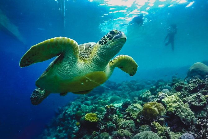 Moalboal Sardines & Turtle Snorkeling and Kawasan Canyoneering - Key Points