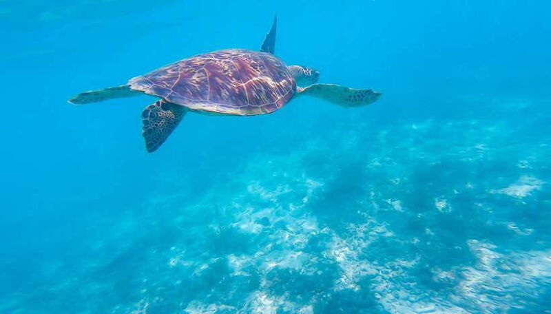 moalboal-sardines-turtle-snorkeling-and-kawasan-falls-tour
