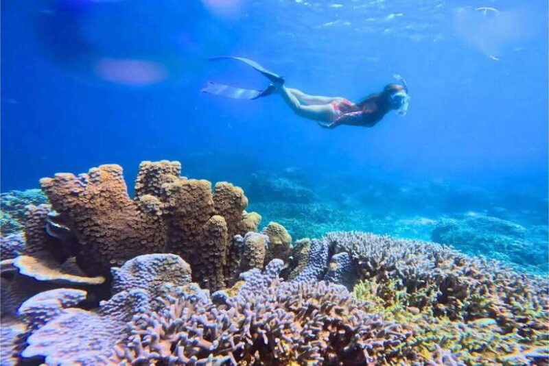 moalboal-scuba-diving-sardine-run-and-turtle-chasing