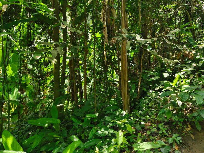 monk-trails-hike-wat-phalat-monk-chanting-wat-doi-suthep