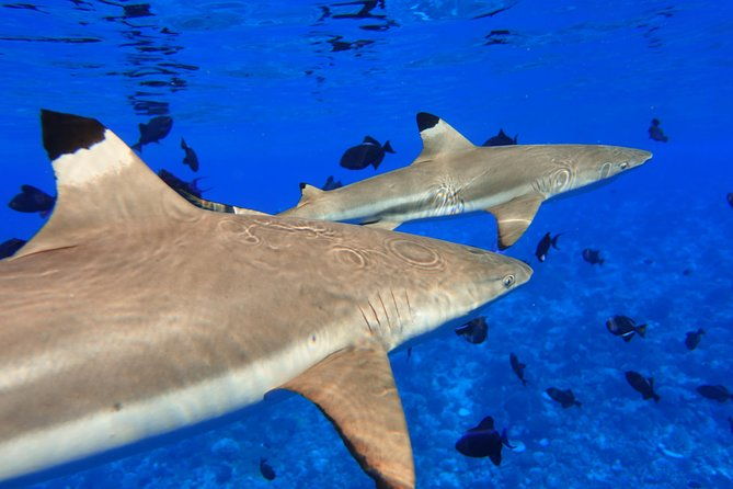 Moorea Private Boat Tour / Sea Scooter Snorkeling Tour - Dive into Moorea’s Marine Wonderland: A Detailed Review of the Private Boat & Sea Scooter Snorkeling Tour