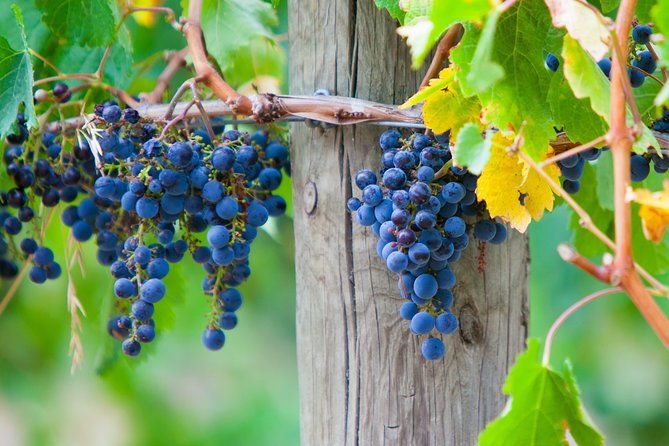Mornington Peninsula Private Car Winery Tour.1-7 People One Car Price. - Introduction