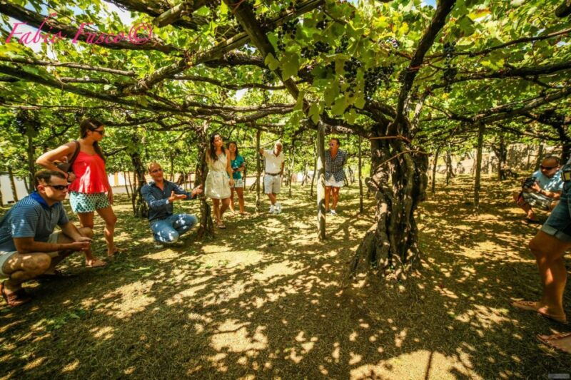 mountains-and-vineyards-the-secrets-of-the-coast-in-calesse-2