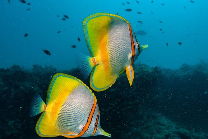 Muiron Islands Snorkeling in Exmouth - Key Points
