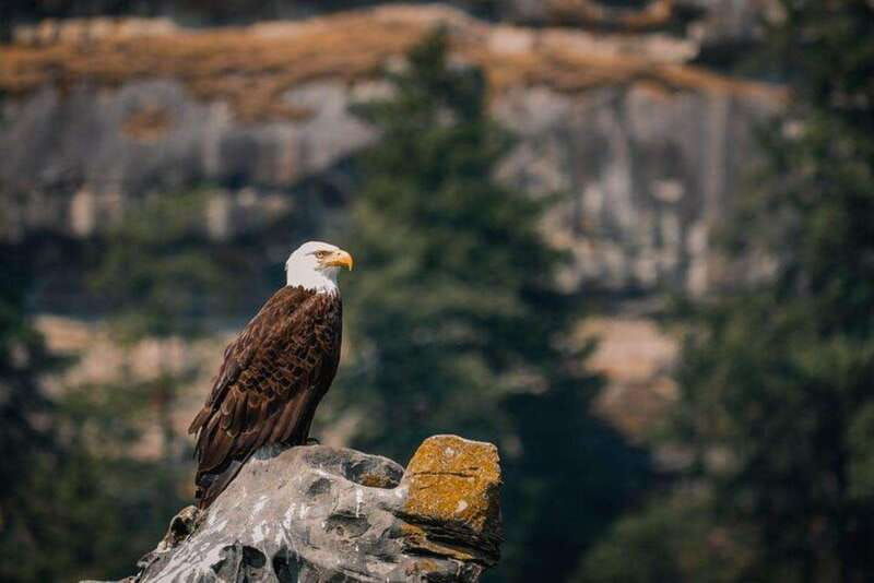 nanaimo-whale-watching-open-boat-tour