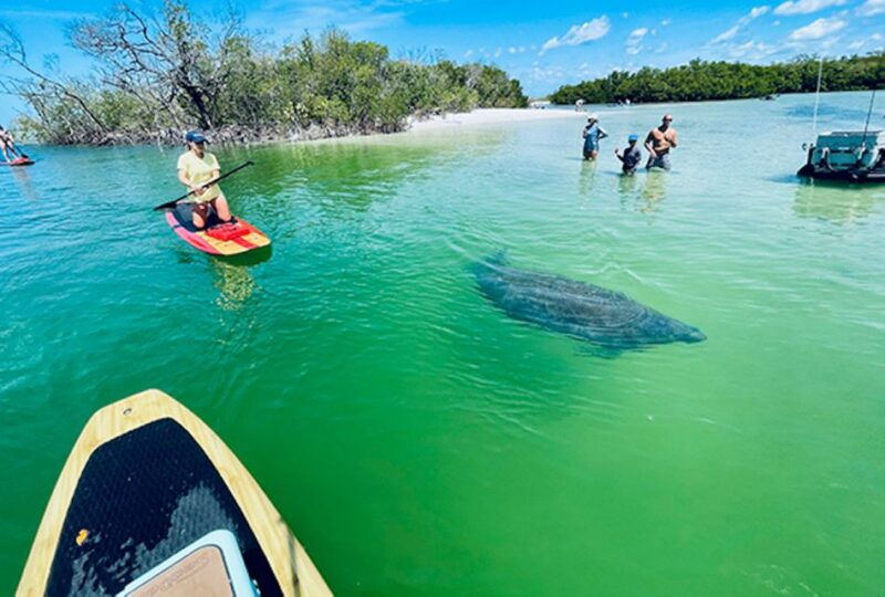 naples-fl-guided-standup-paddleboard-or-kayak-tour