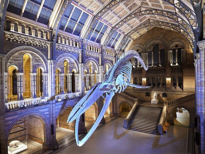natural-museum-diplodocus-volcanoes-whale-and-gems