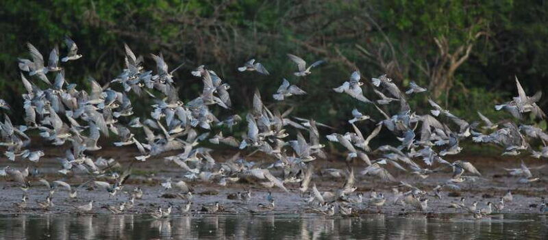 negombodutch-canal-lagoon-muthurajawela-private-boat-tour