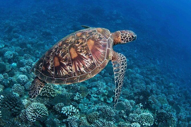 New best of Tahiti - Exploring the Best of Tahiti: A Practical Review of the Snorkeling Experience