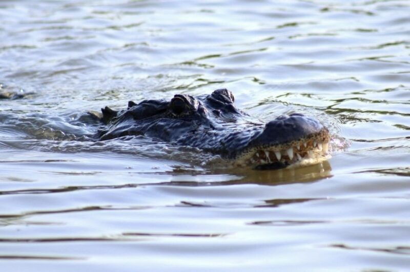 new-orleans-swamp-tour-on-covered-pontoon-boat