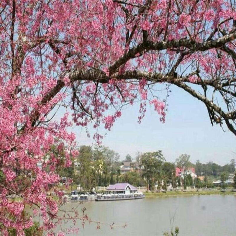 nha-trang-full-of-discover-dalat-city-2-days-sightseeing